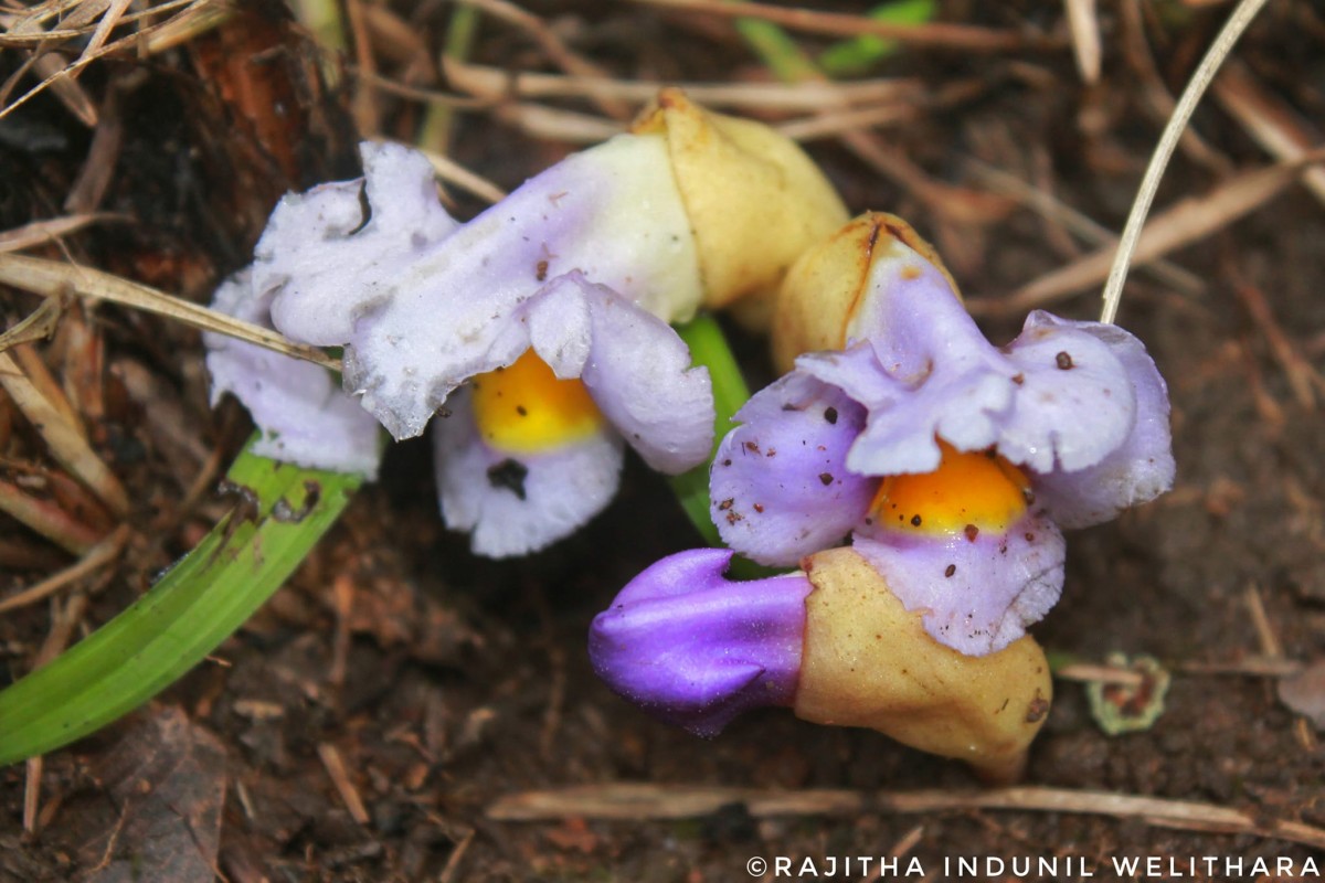 Aeginetia acaulis (Roxb.) Walp.